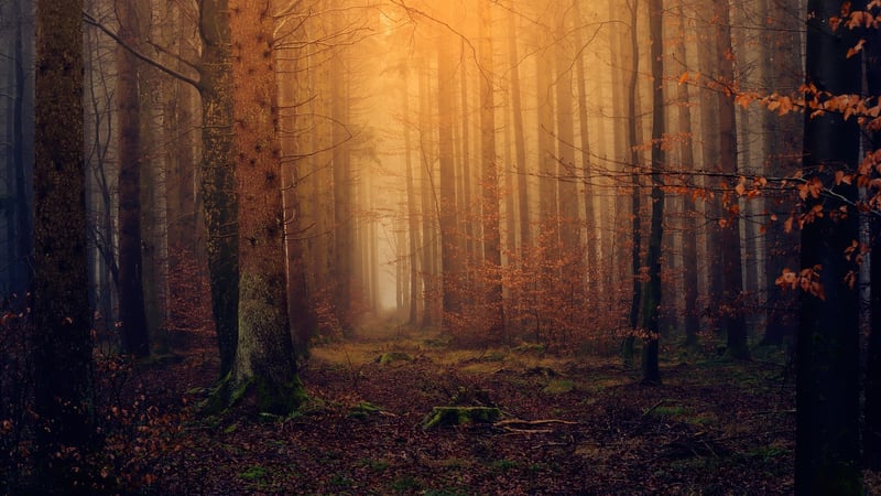 Magical Woodland
