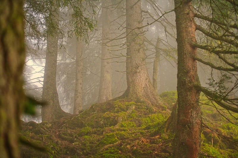 Woods
