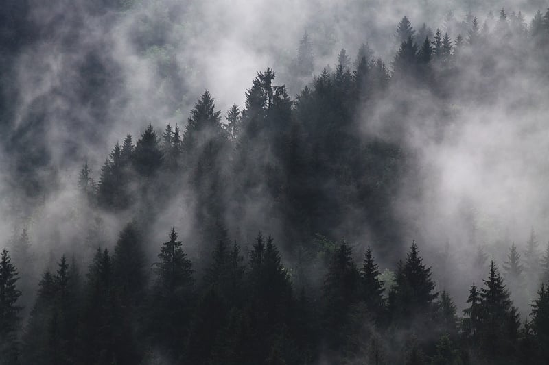 Woods Image
