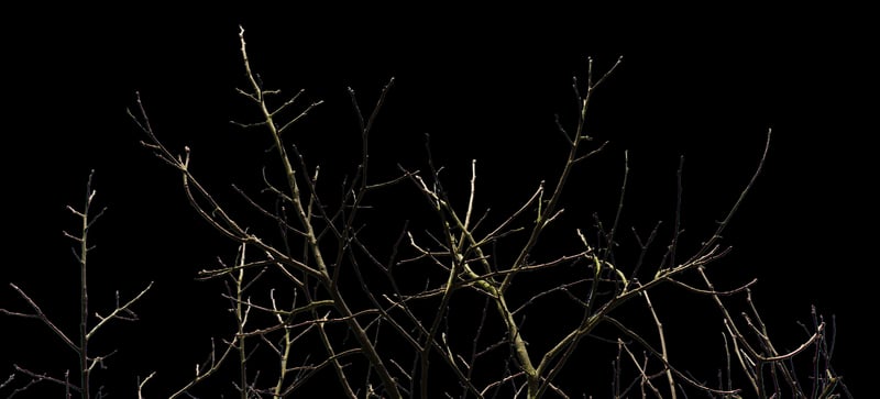 Decorated Wishing Tree Branch